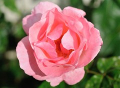  Nature Fleurs du jardin