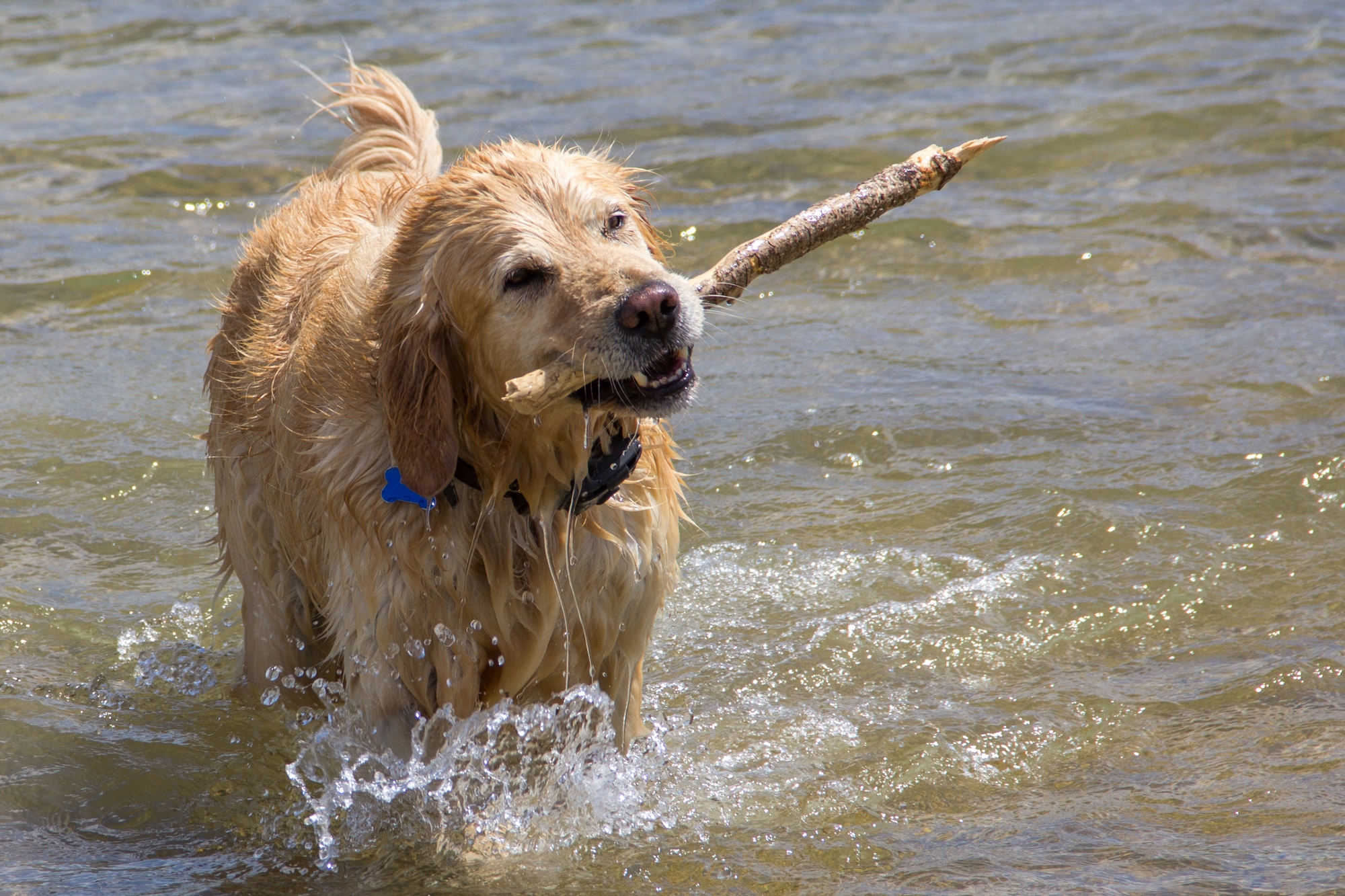 Wallpapers Animals Dogs jeux dans la riviere