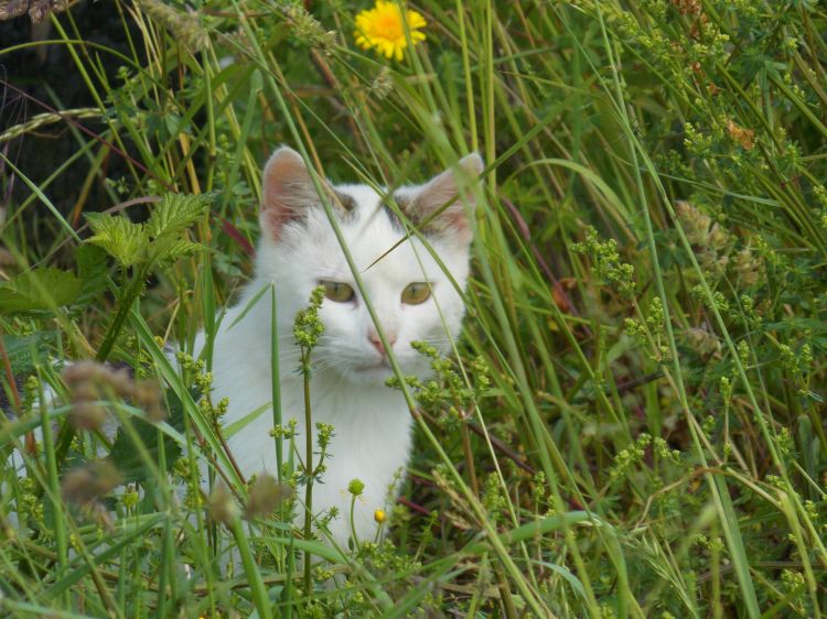 Fonds d'cran Animaux Chats - Chatons Wallpaper N346008