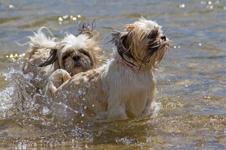 Fonds d'cran Animaux Chiens jeux dans la riviere