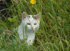  Animaux Image sans titre N346008