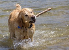  Animaux jeux dans la riviere