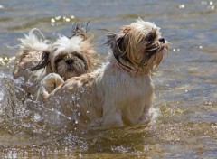  Animaux jeux dans la riviere