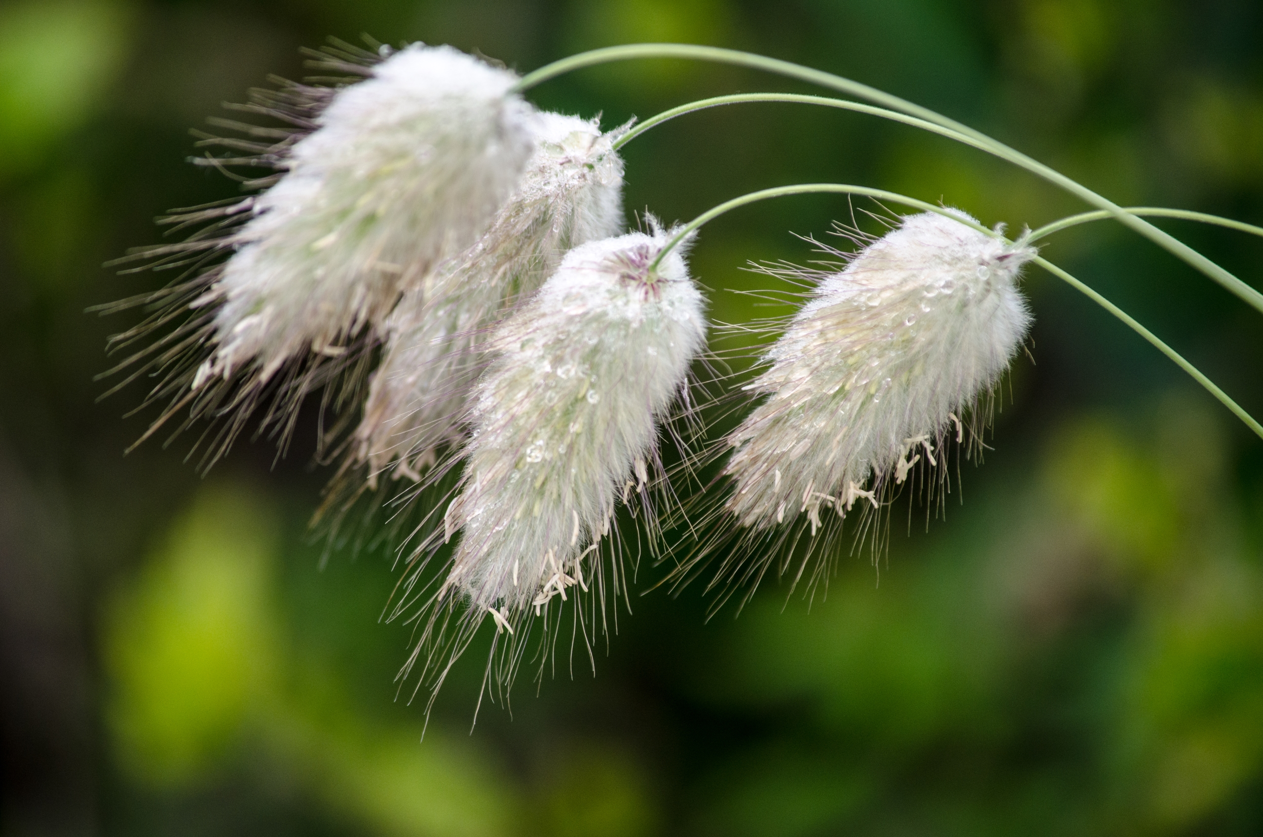 Fonds d'cran Nature Fleurs 