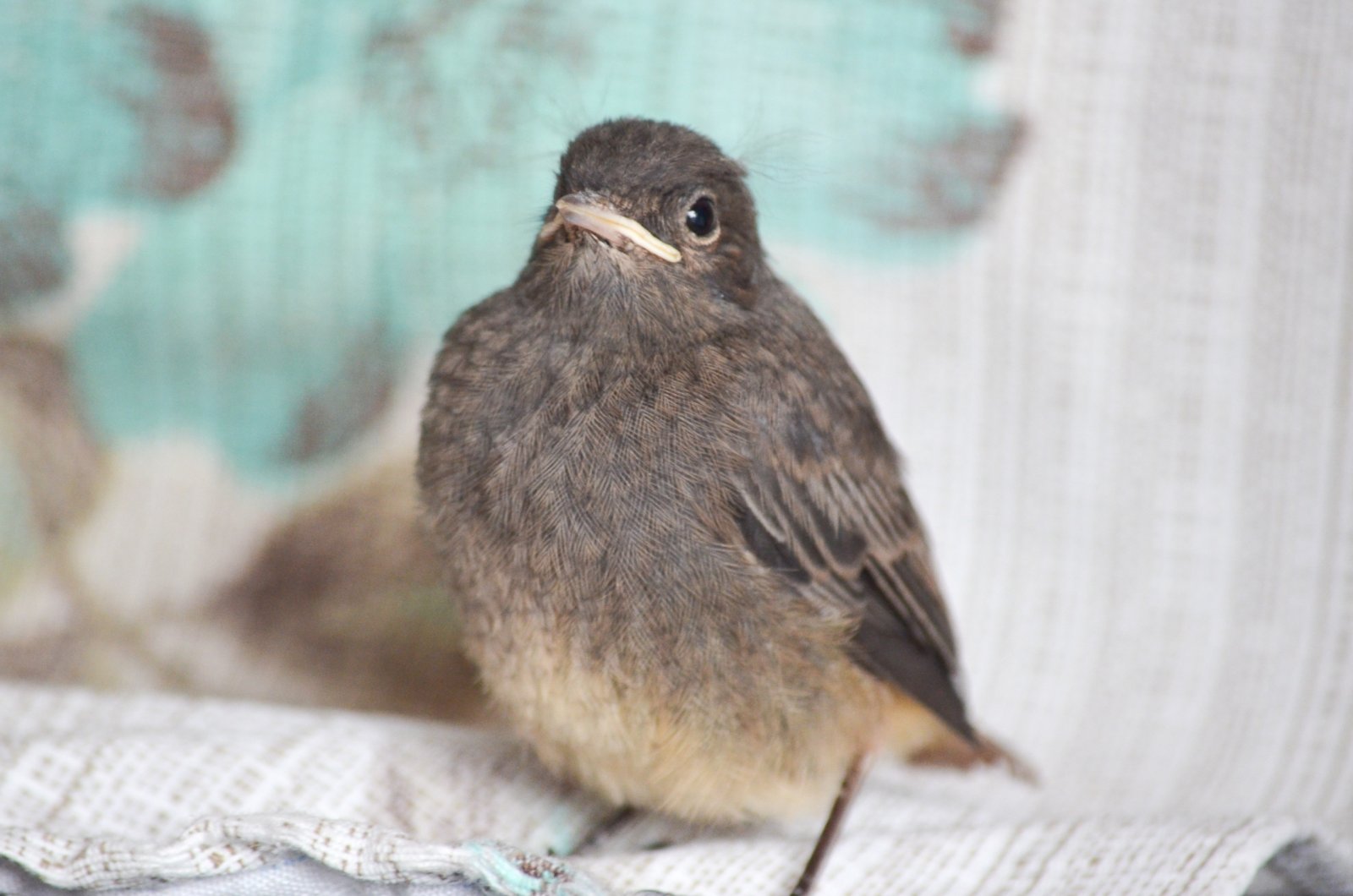 Fonds d'cran Animaux Oiseaux - Divers 