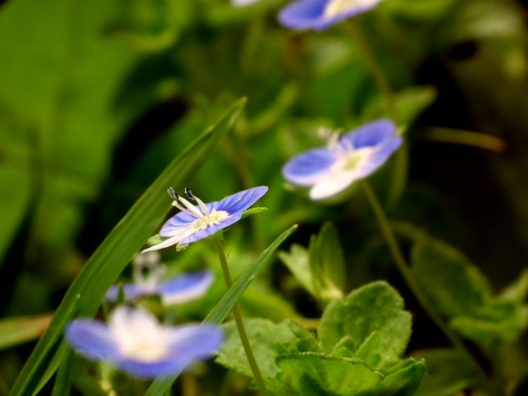 Wallpapers Nature Flowers Veronique