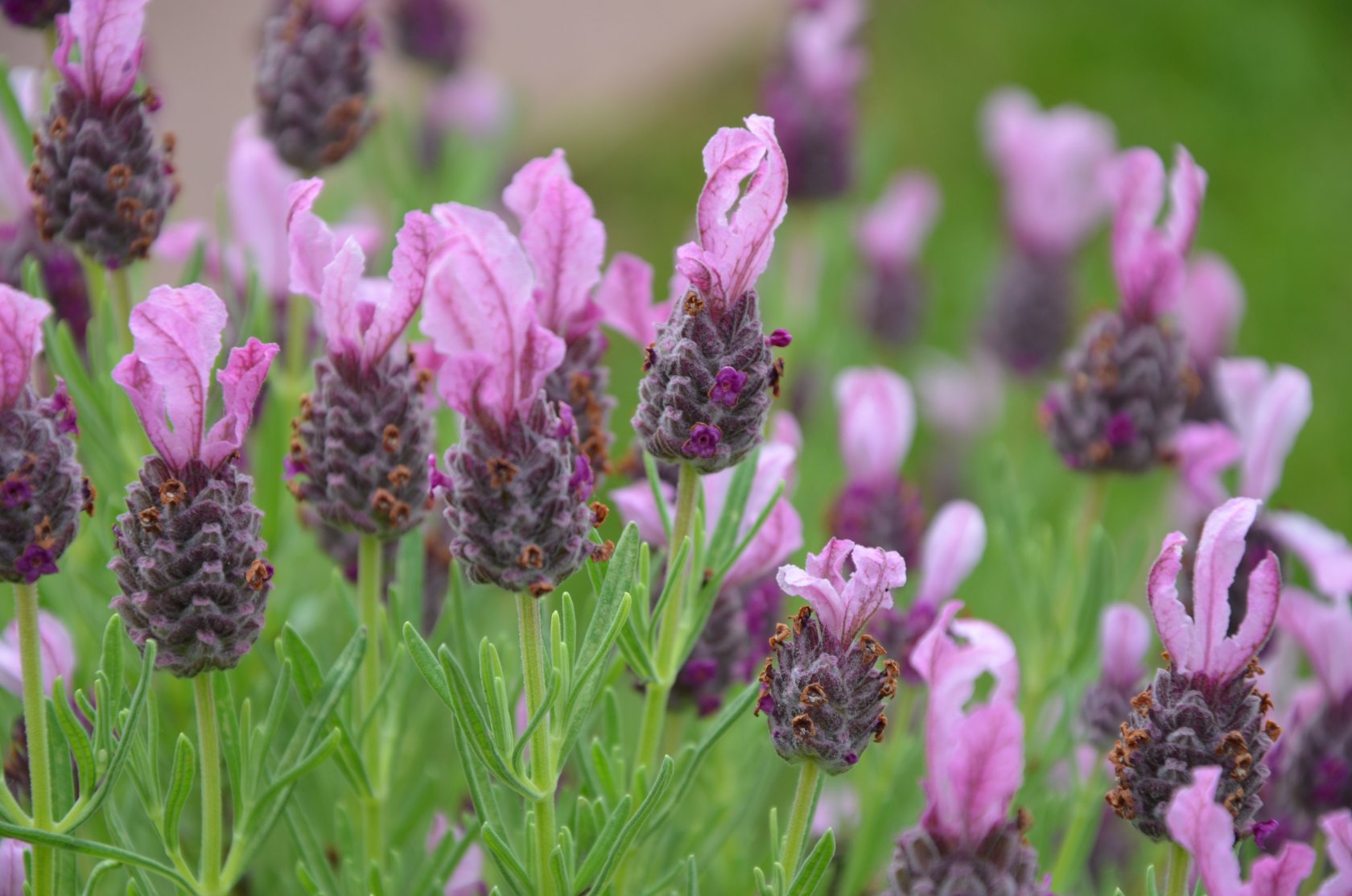 Fonds d'cran Nature Fleurs 