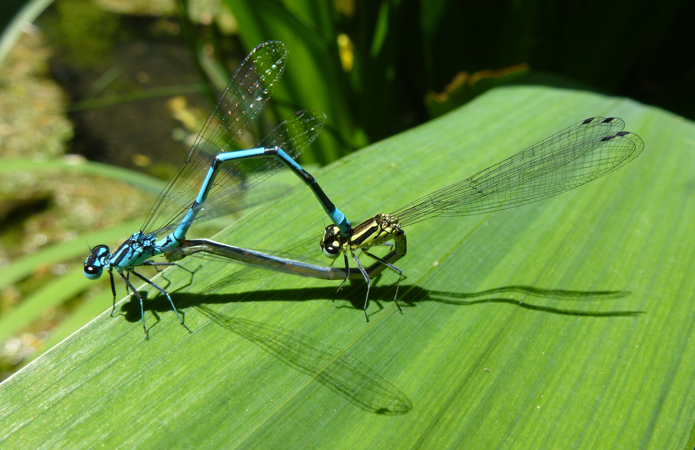 Fonds d'cran Animaux Insectes - Libellules les amours de l'Agrion jouvencelle