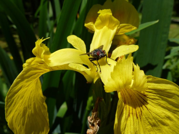 Fonds d'cran Animaux Insectes - Mouches Mouche sur Iris des marais