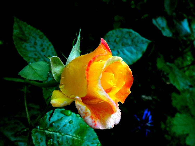 Wallpapers Nature Flowers Rose jaune