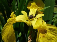  Animaux Mouche sur Iris des marais