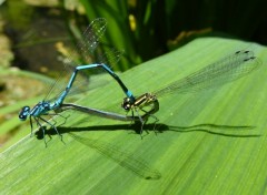  Animaux les amours de l'Agrion jouvencelle