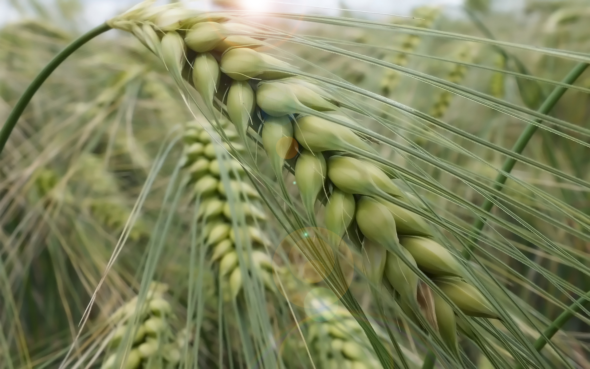 Fonds d'cran Nature Champs - Prairies 