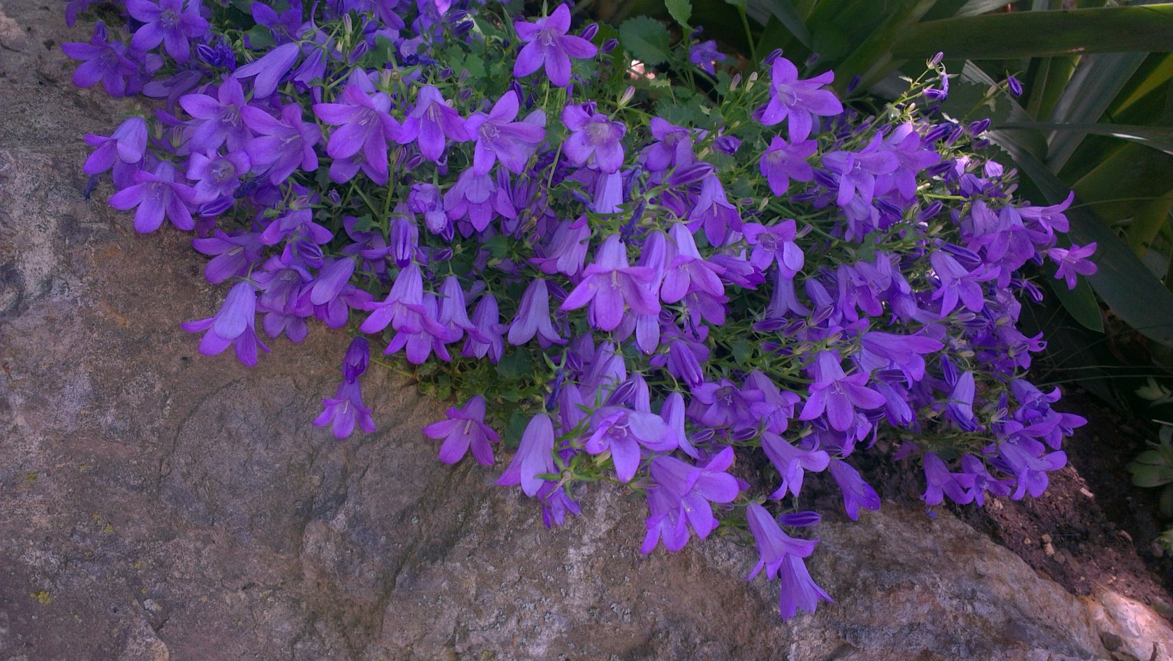 Fonds d'cran Nature Fleurs 