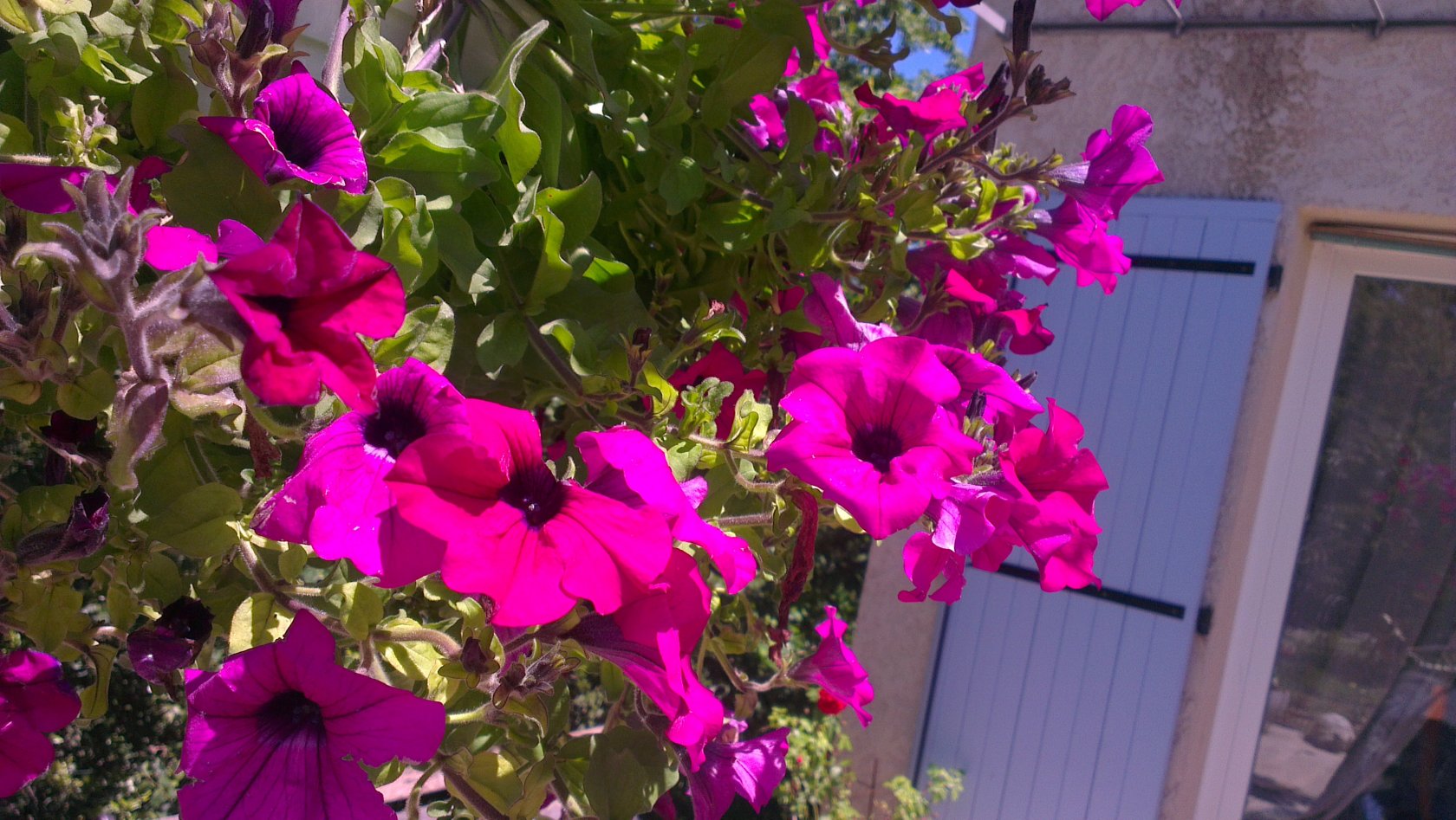 Fonds d'cran Nature Fleurs 