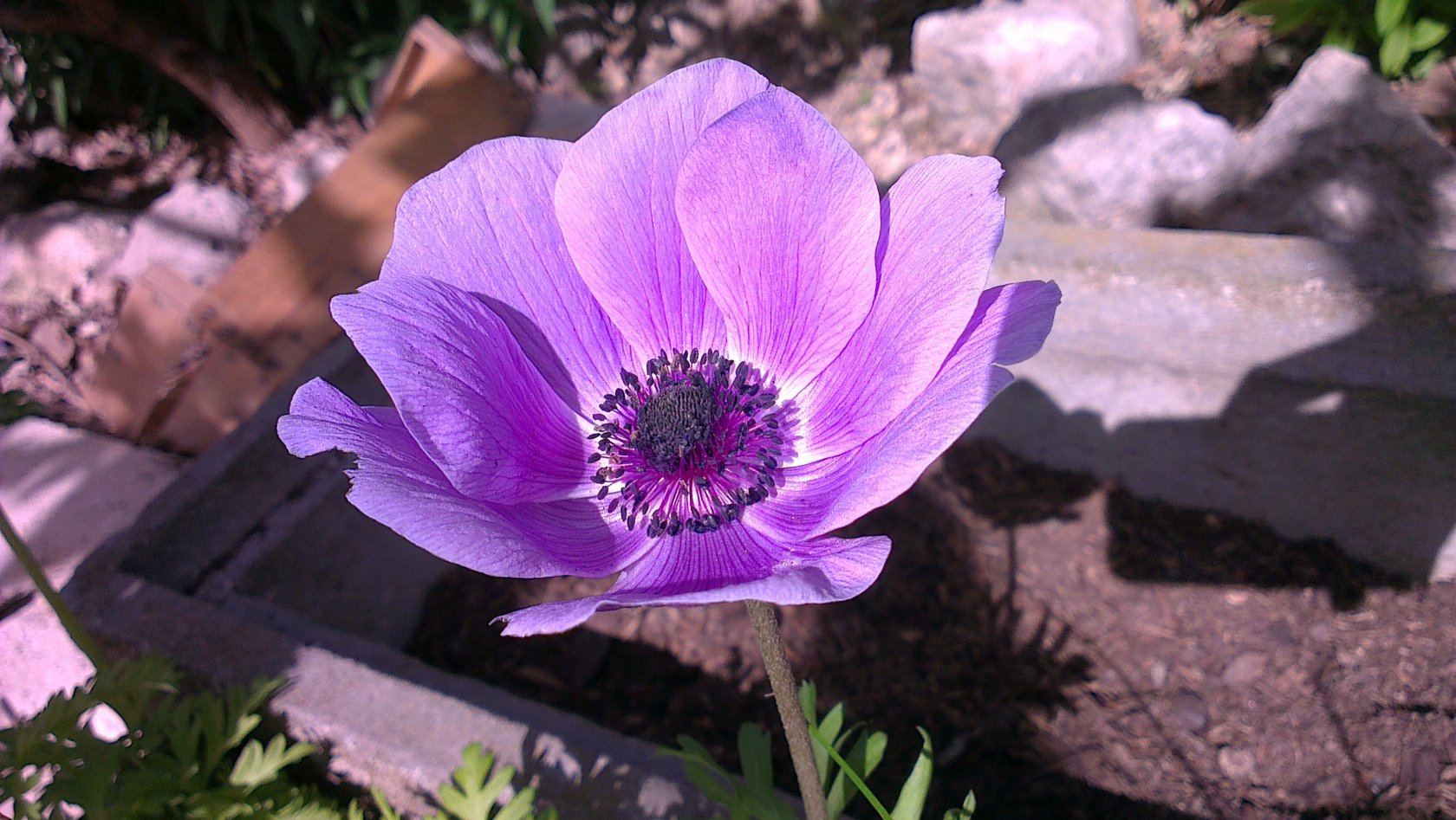 Fonds d'cran Nature Fleurs 