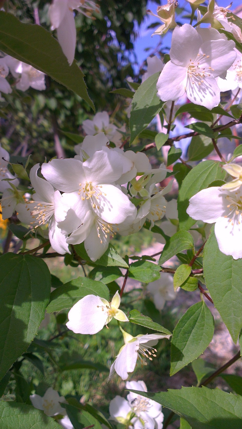 Wallpapers Nature Flowers 