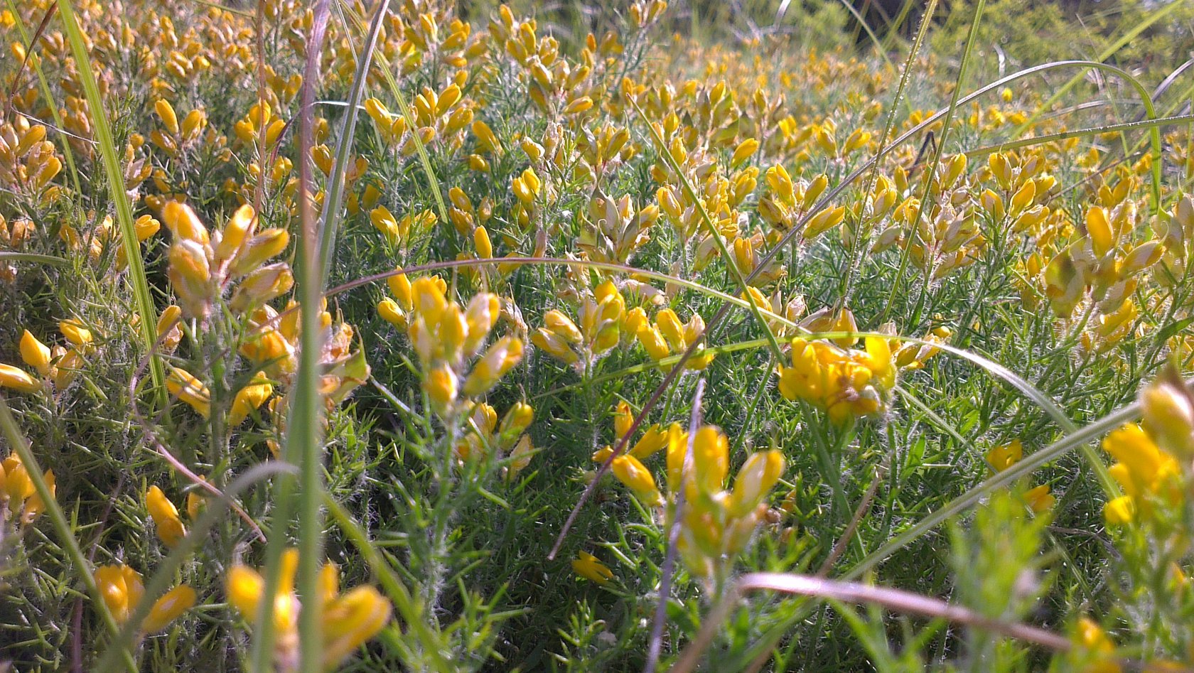 Fonds d'cran Nature Fleurs 