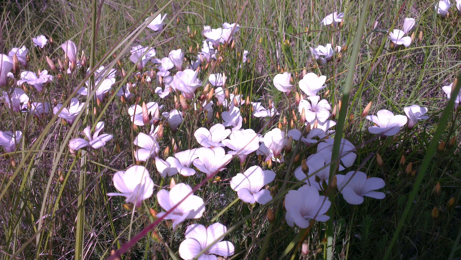 Wallpapers Nature Flowers 