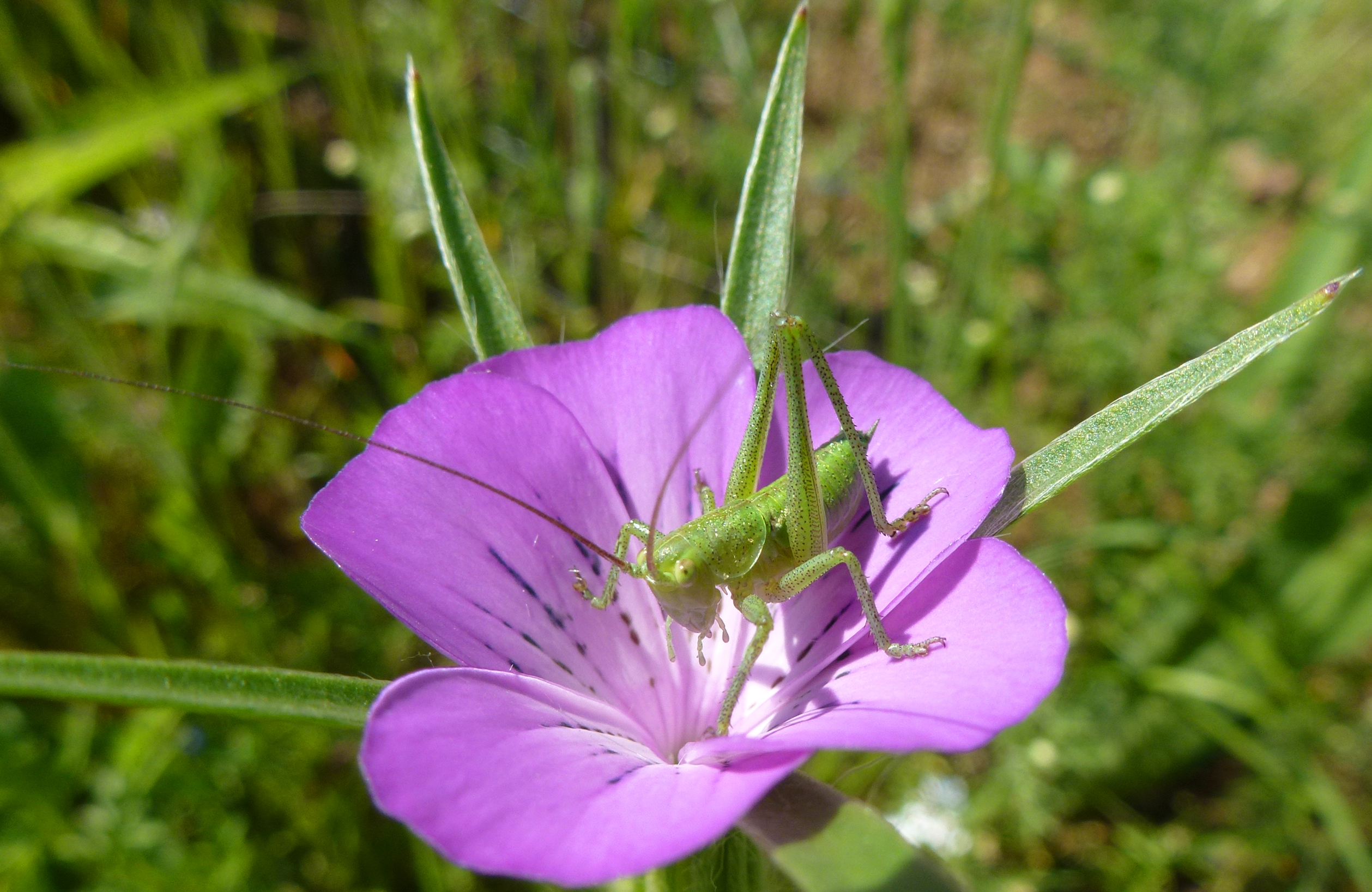 Fonds d'cran Animaux Insectes - Sauterelles et Criquets Jeune sauterelle