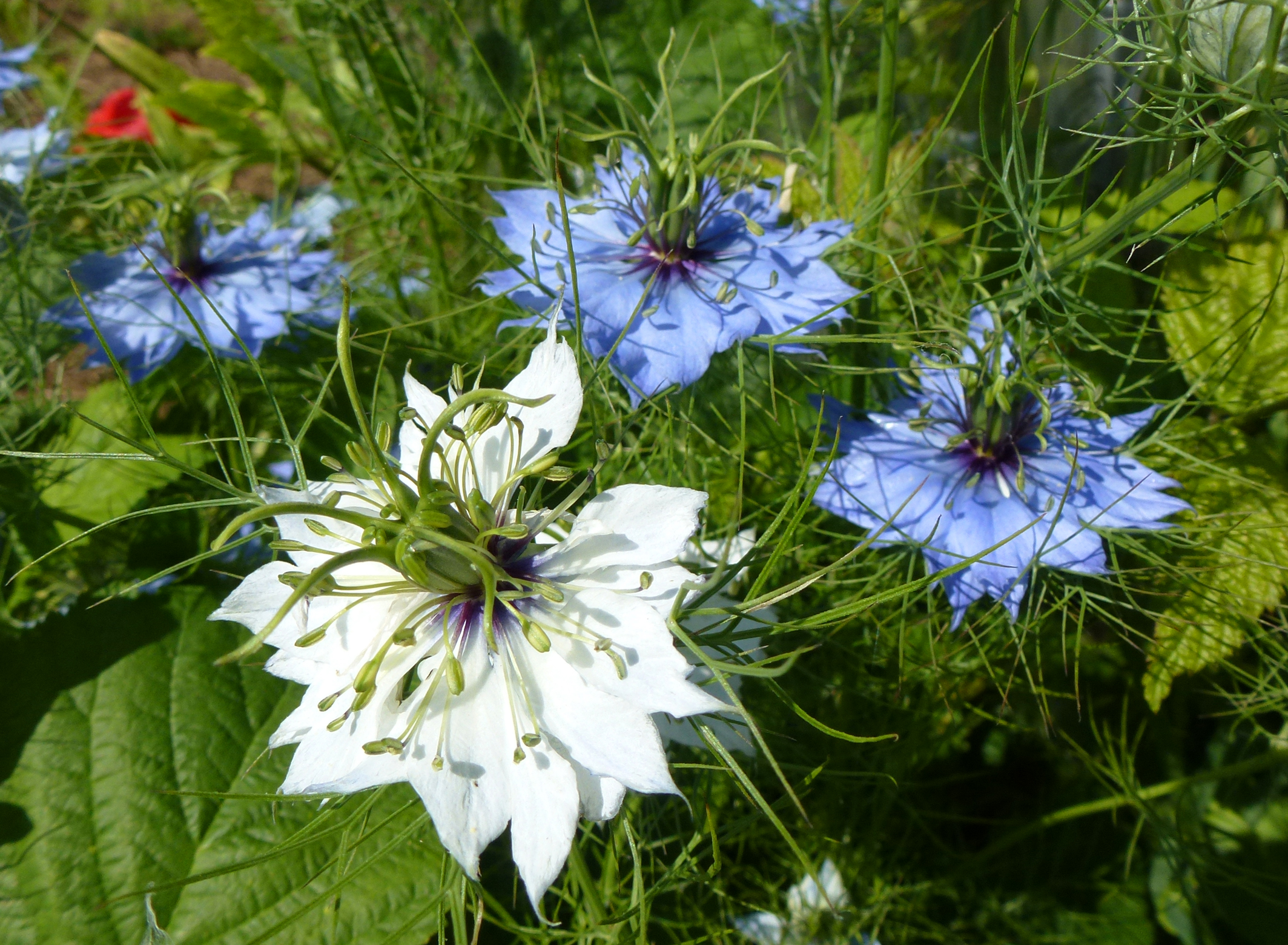 Fonds d'cran Nature Fleurs Bouquet de nigelles