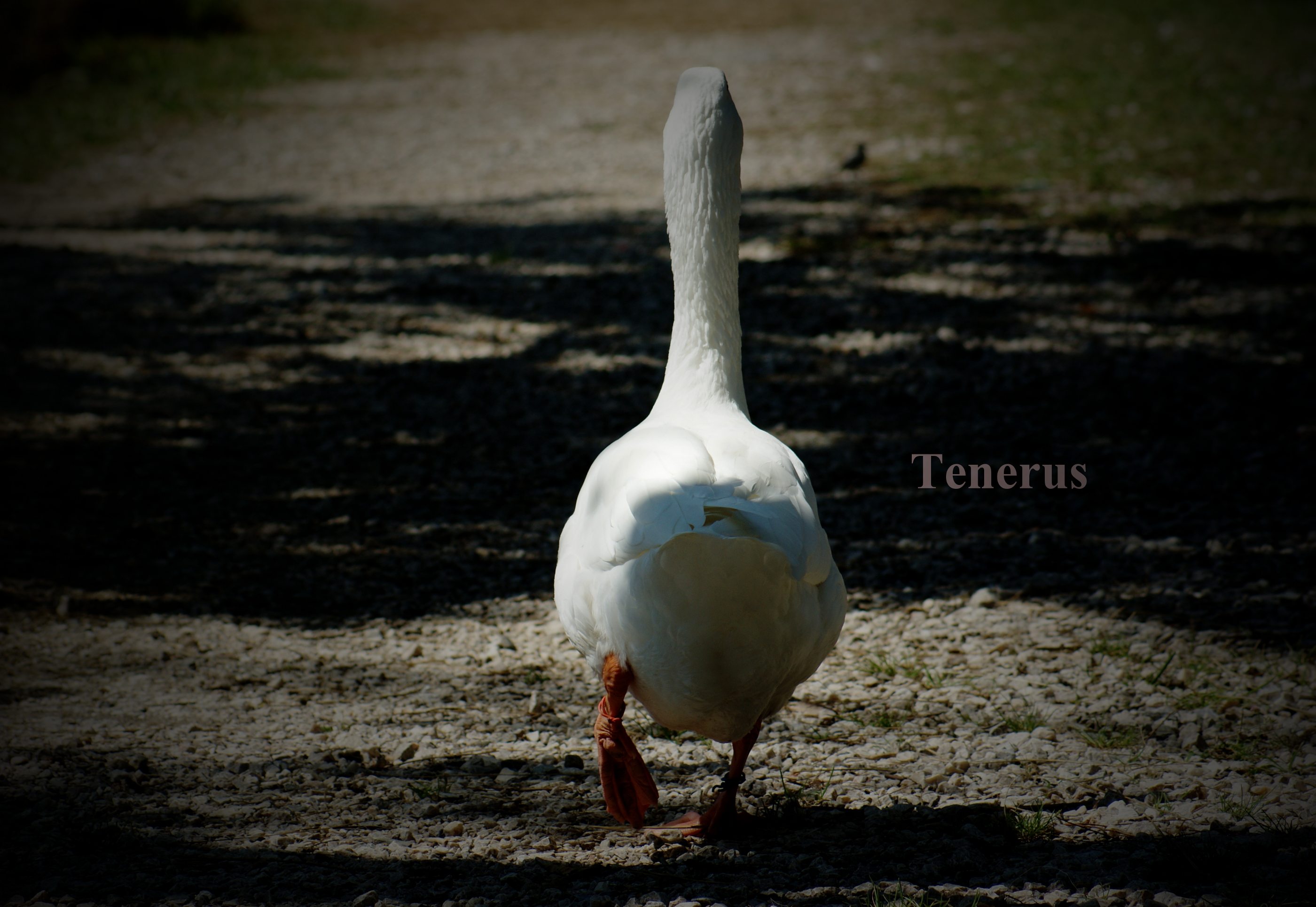 Wallpapers Animals Birds - Geese Oie