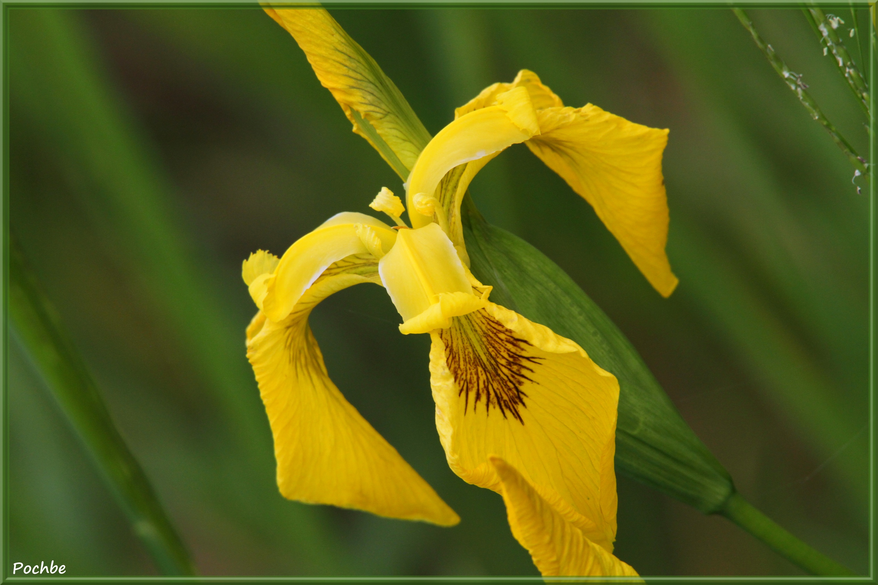 Wallpapers Nature Flowers 