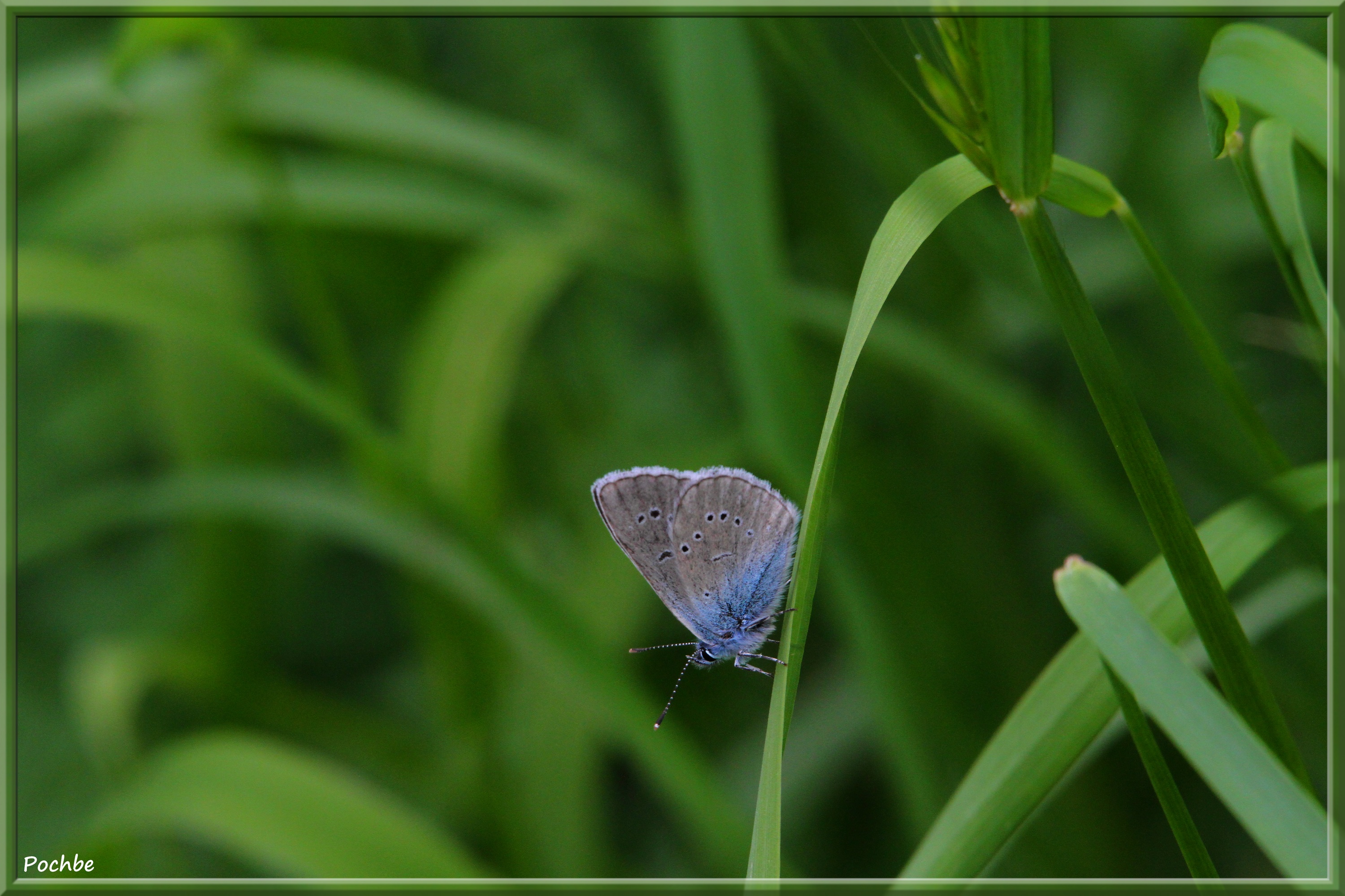 Fonds d'cran Animaux Insectes - Papillons 