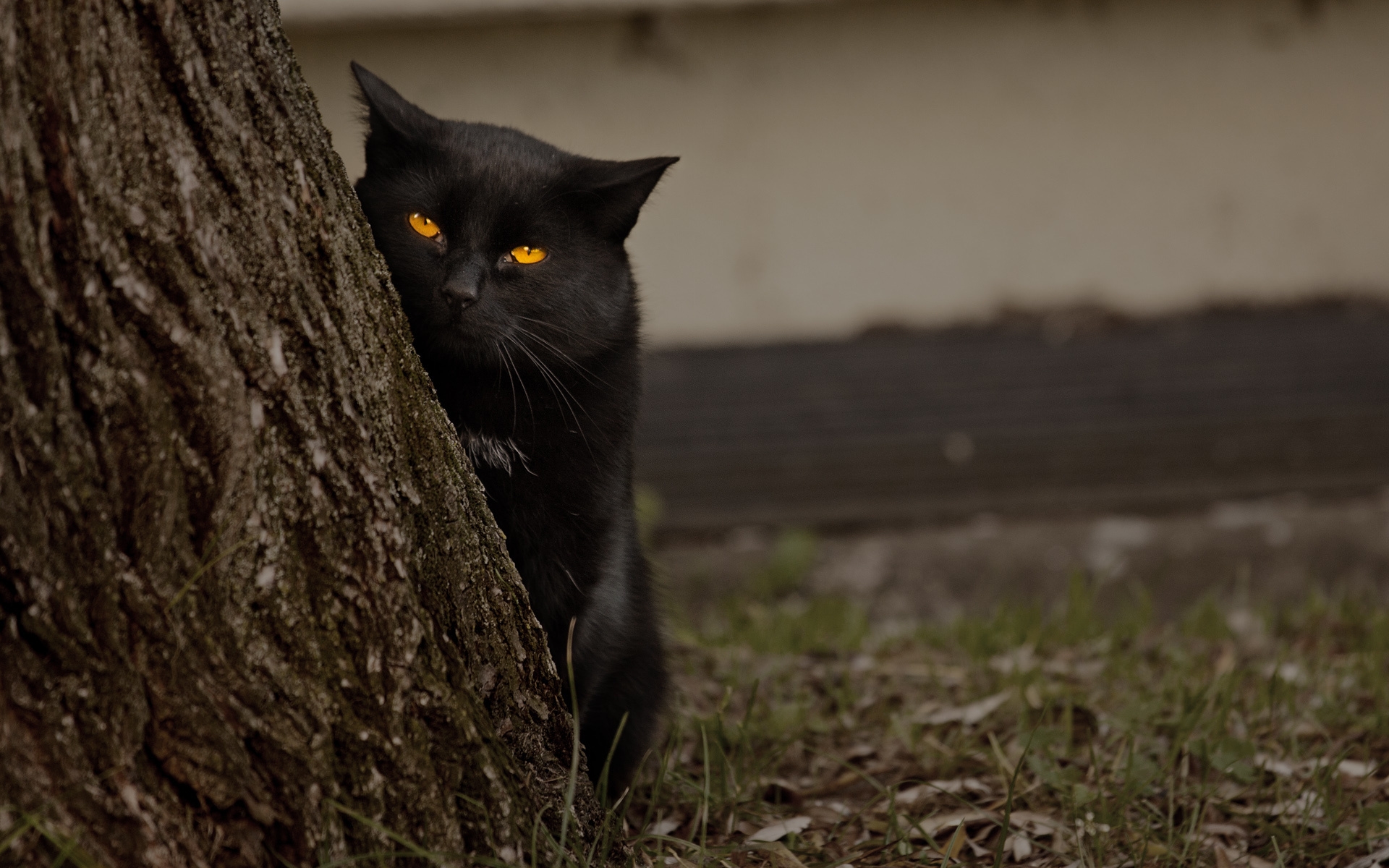 Fonds d'cran Animaux Chats - Chatons 