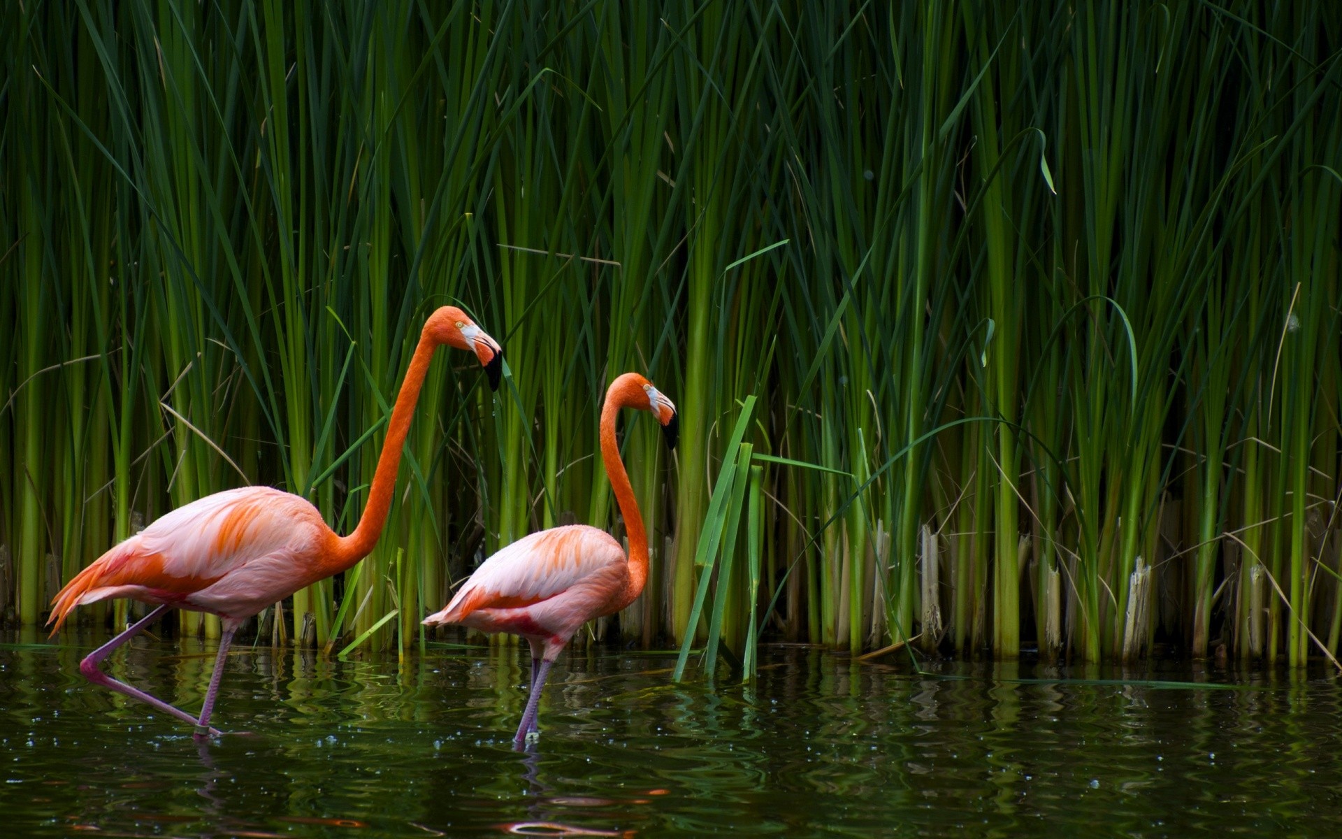 Wallpapers Animals Birds - Flamingos 