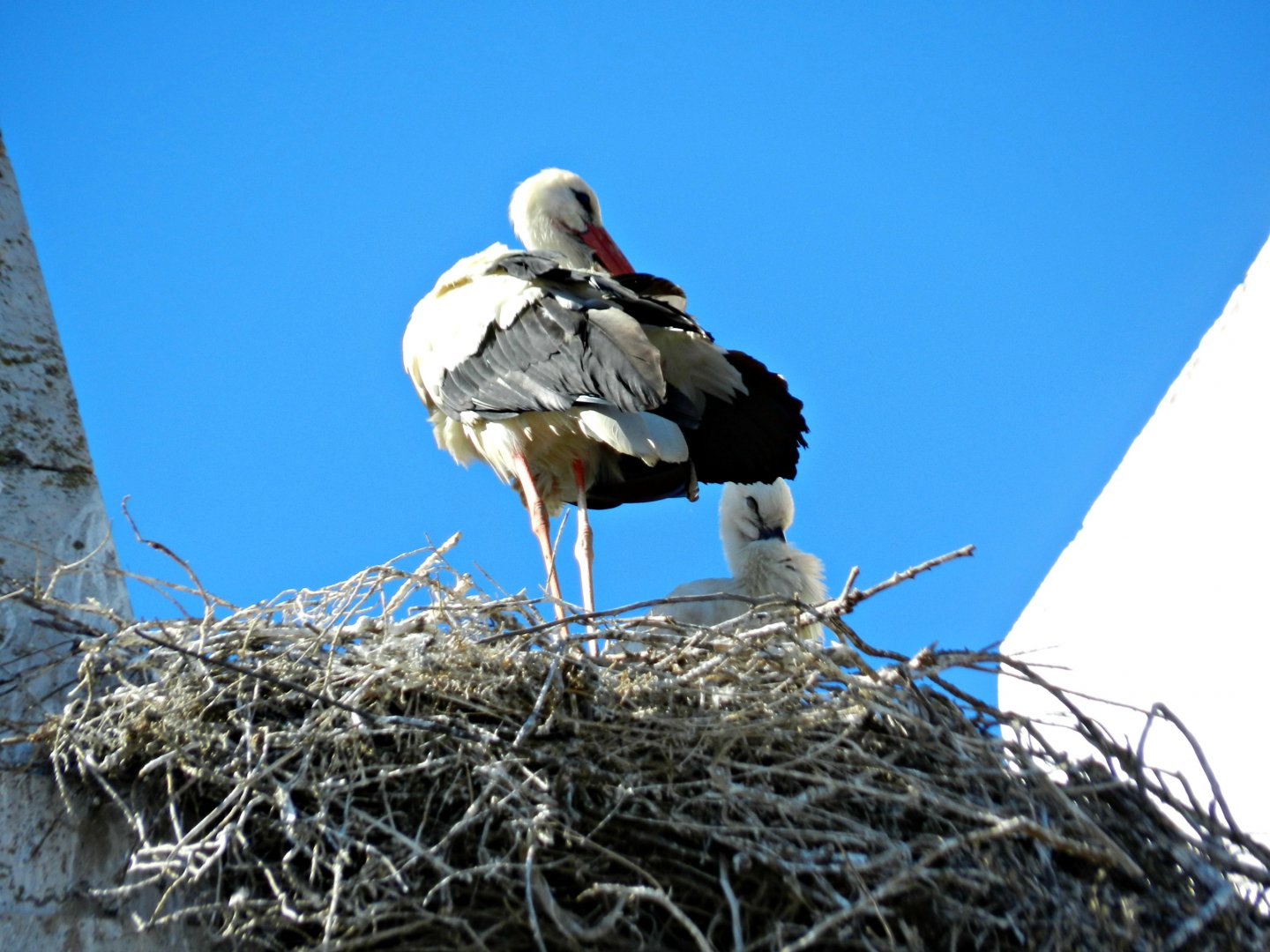 Fonds d'cran Animaux Oiseaux - Cigognes Cigognes a Faro