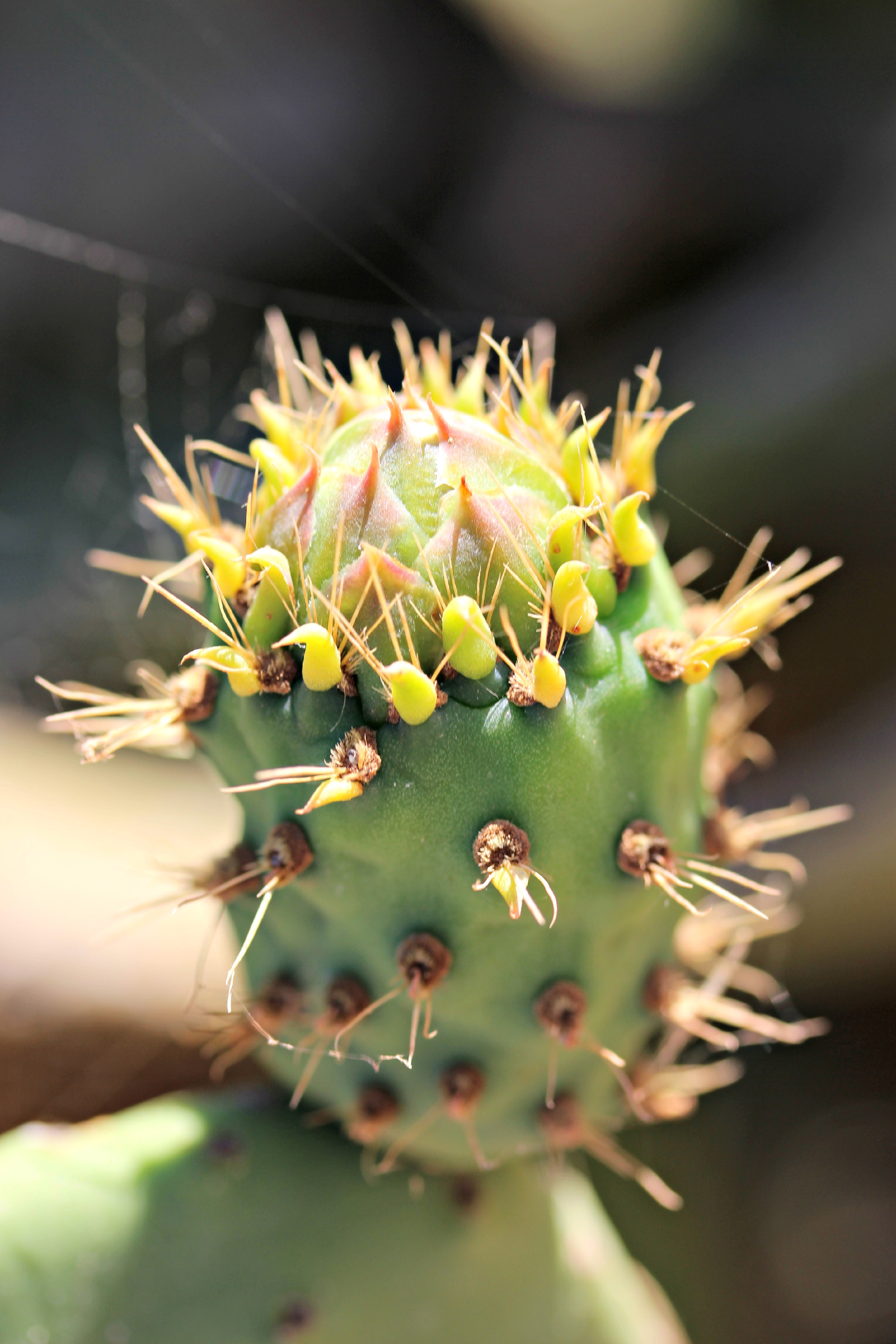 Fonds d'cran Nature Cactus cactus