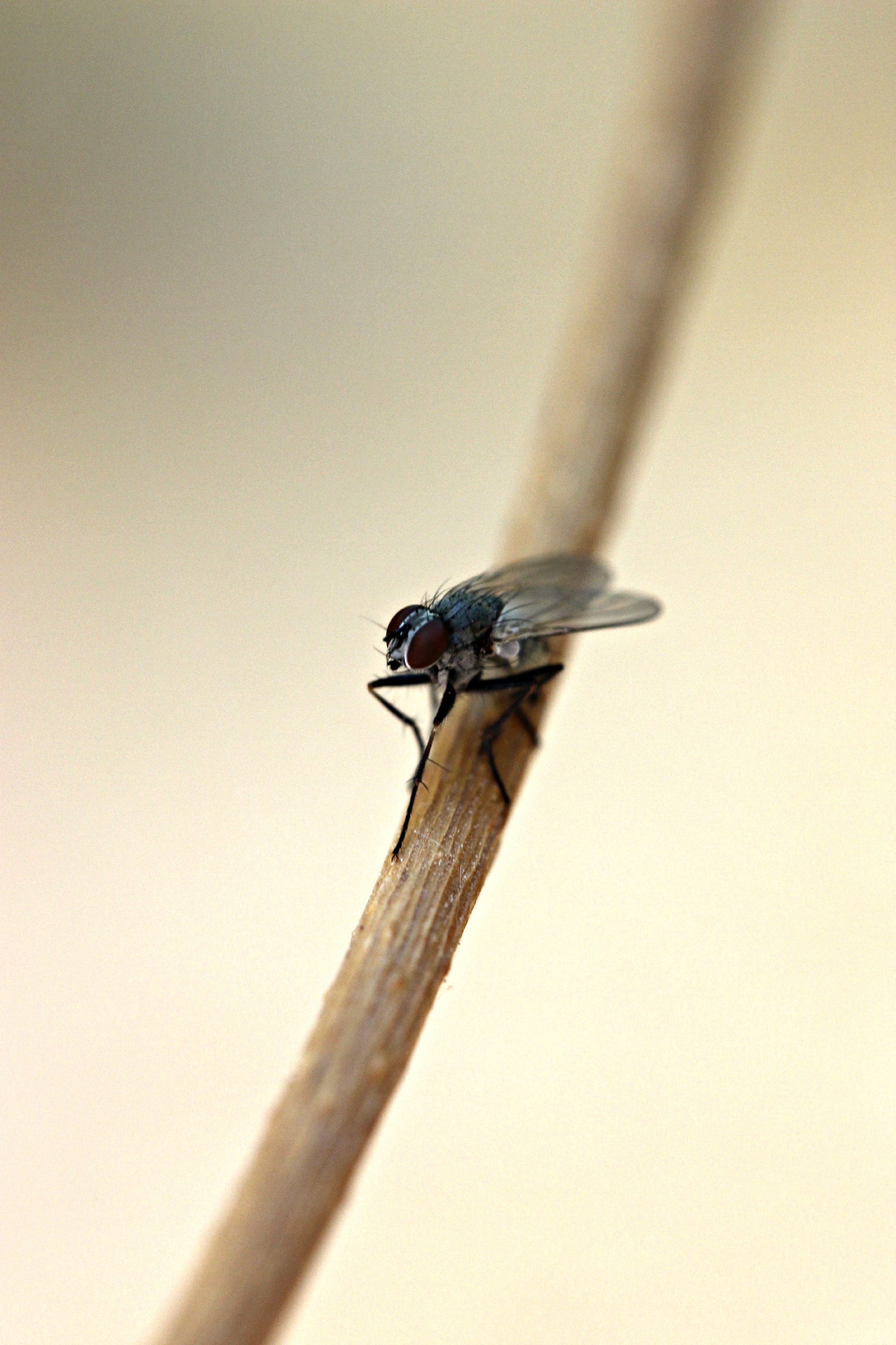 Fonds d'cran Animaux Insectes - Mouches mouche