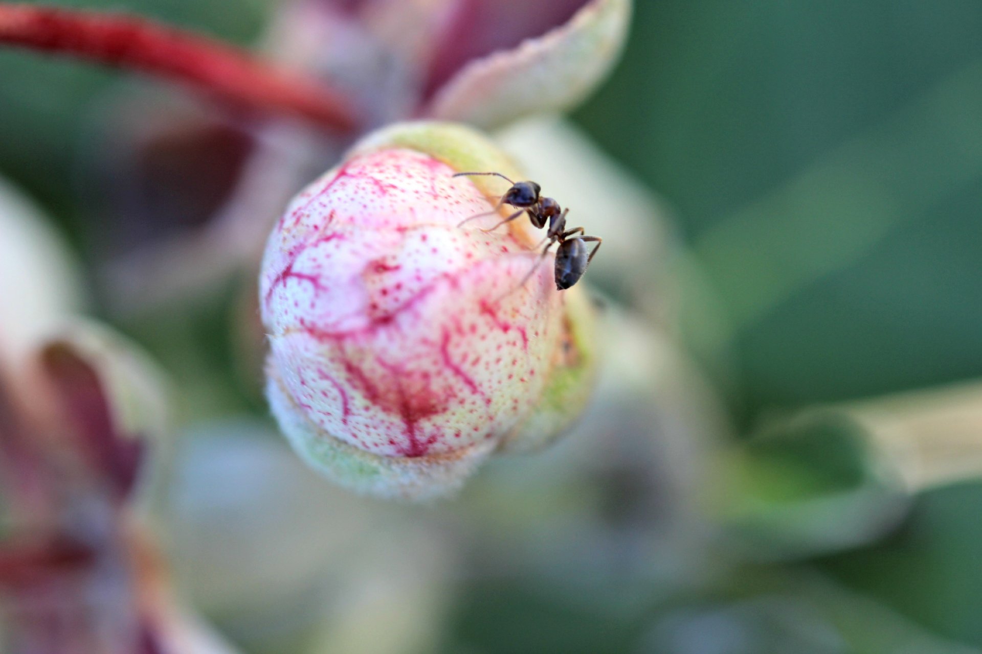 Fonds d'cran Animaux Insectes - Fourmis fourmie