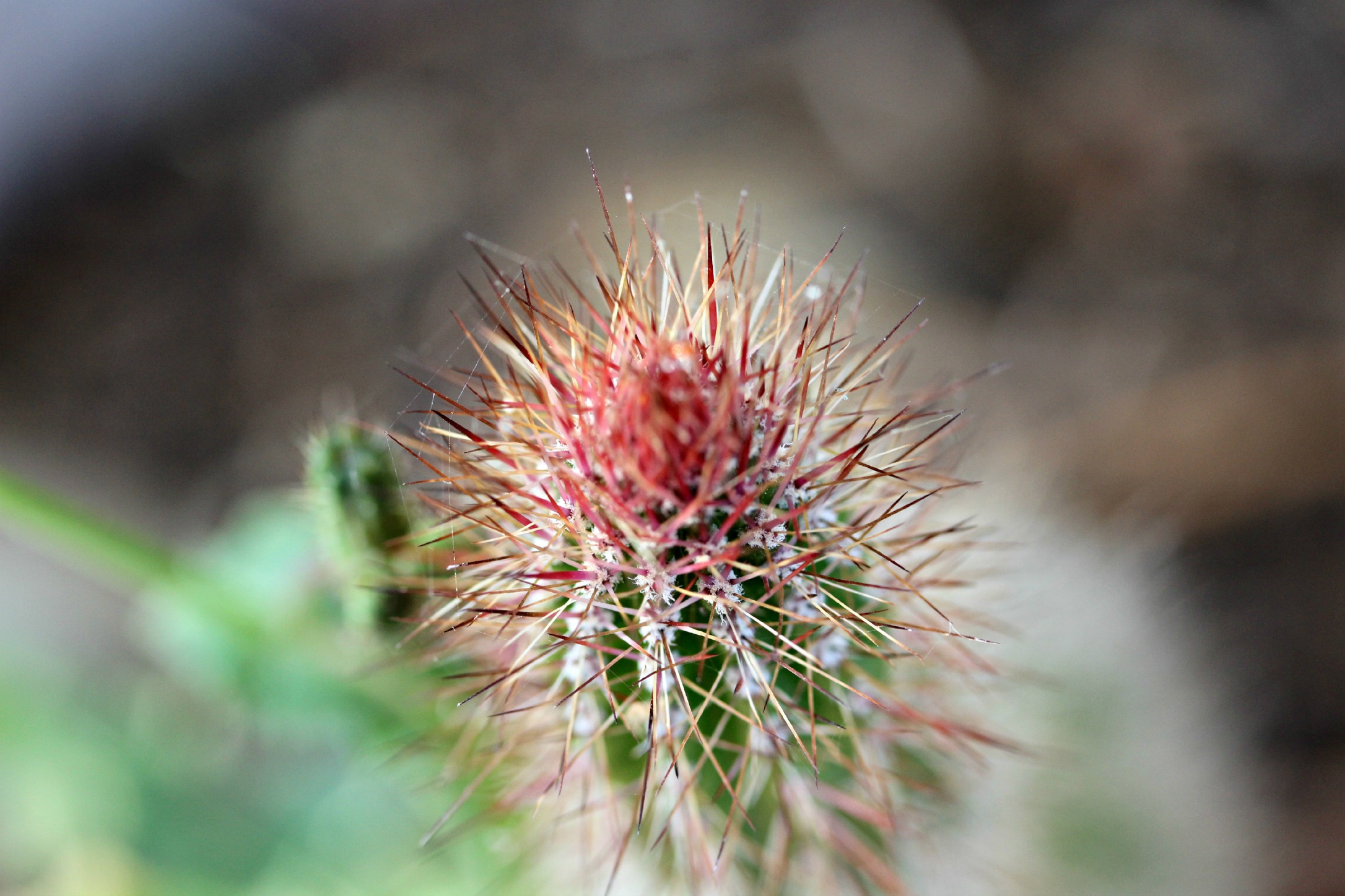 Wallpapers Nature Cactus cactus