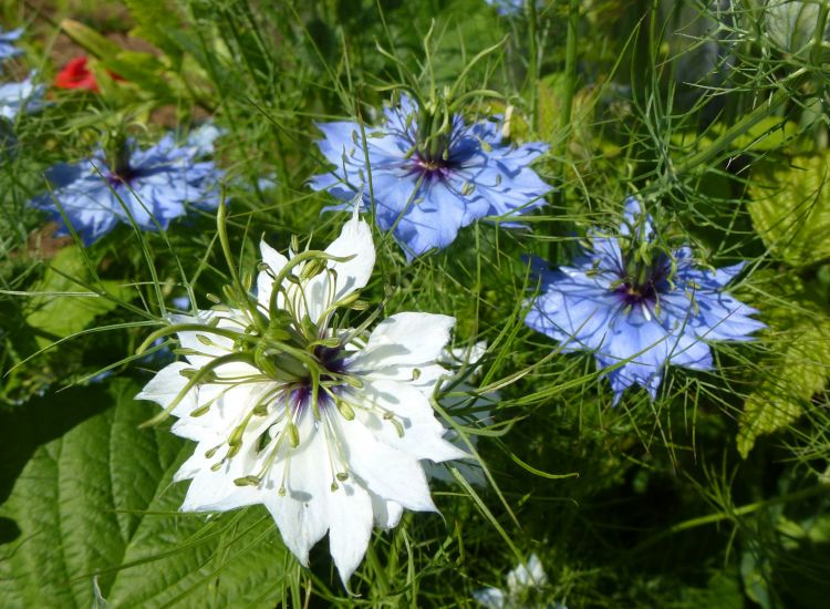 Fonds d'cran Nature Fleurs Bouquet de nigelles