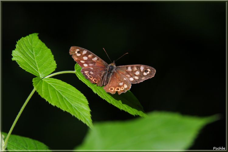 Fonds d'cran Animaux Insectes - Papillons Wallpaper N346299