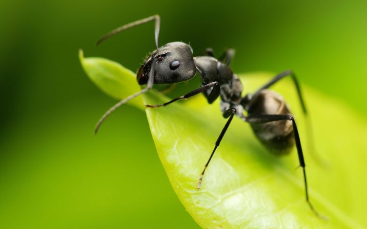 Fonds d'cran Animaux Insectes - Fourmis Wallpaper N346267