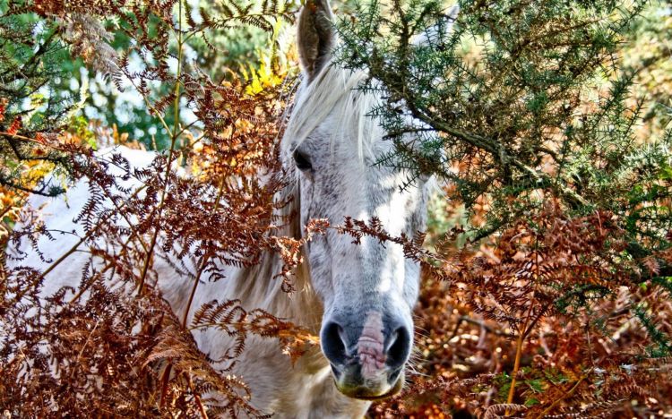 Fonds d'cran Animaux Chevaux Wallpaper N346276