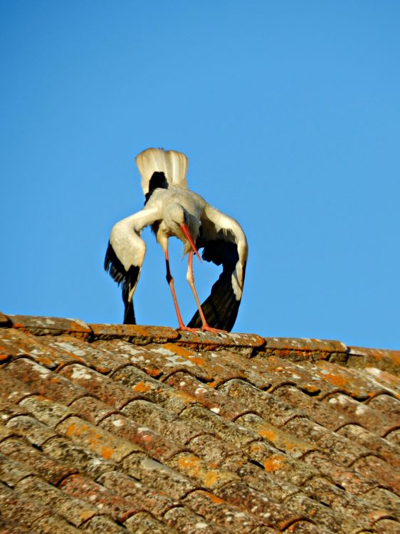 Fonds d'cran Animaux Oiseaux - Cigognes Cigognes a Faro