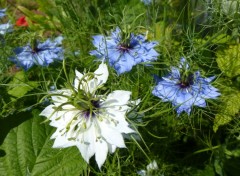  Nature Bouquet de nigelles