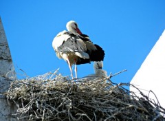  Animaux Cigognes a Faro