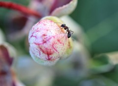  Animaux fourmie