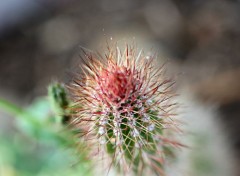  Nature cactus