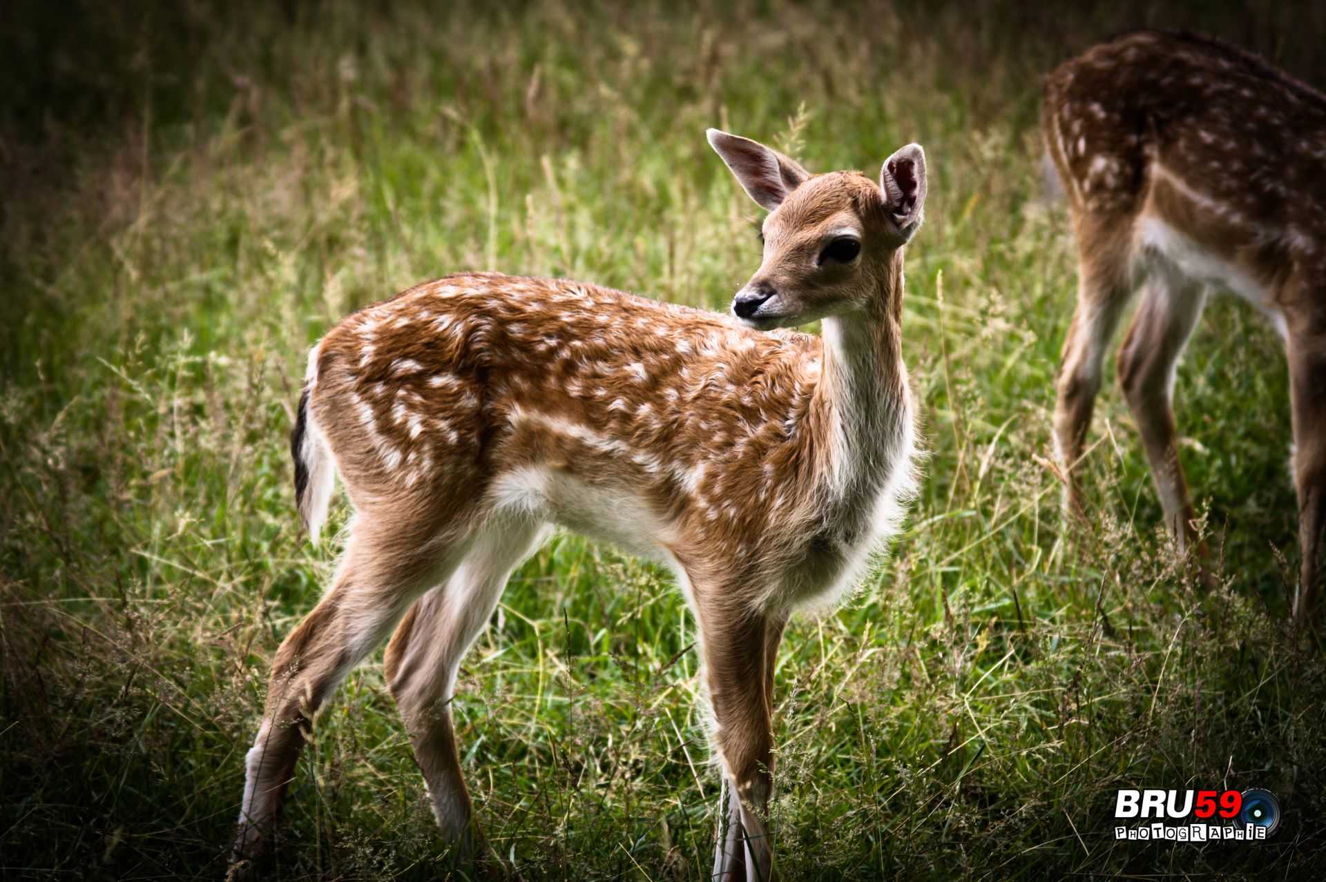 Wallpapers Animals Cervids daim