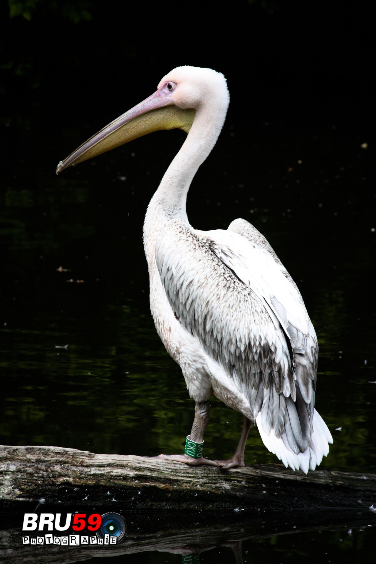 Wallpapers Animals Birds - Pelicans pélican