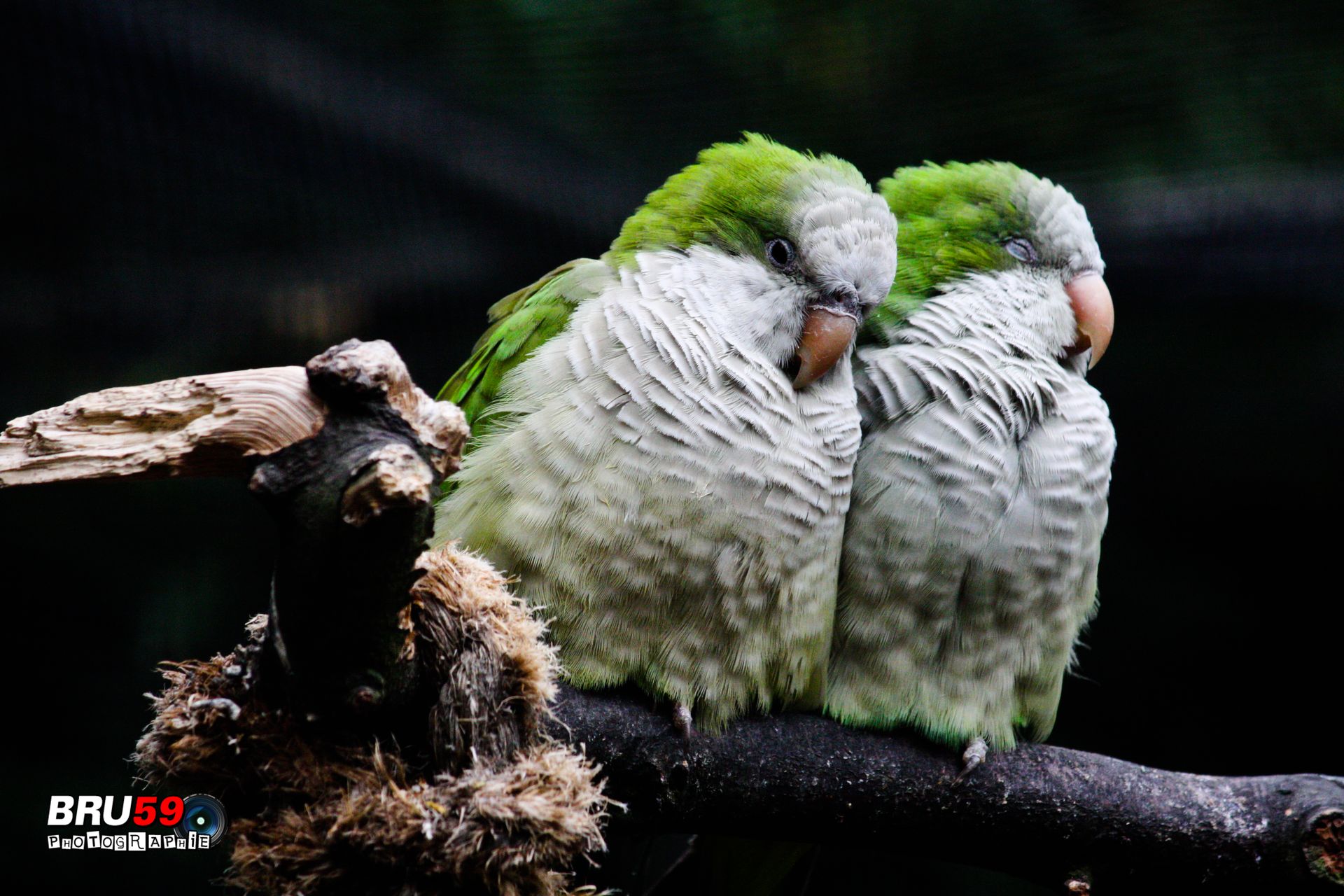 Fonds d'cran Animaux Oiseaux - Perruches Perruches s'endormant