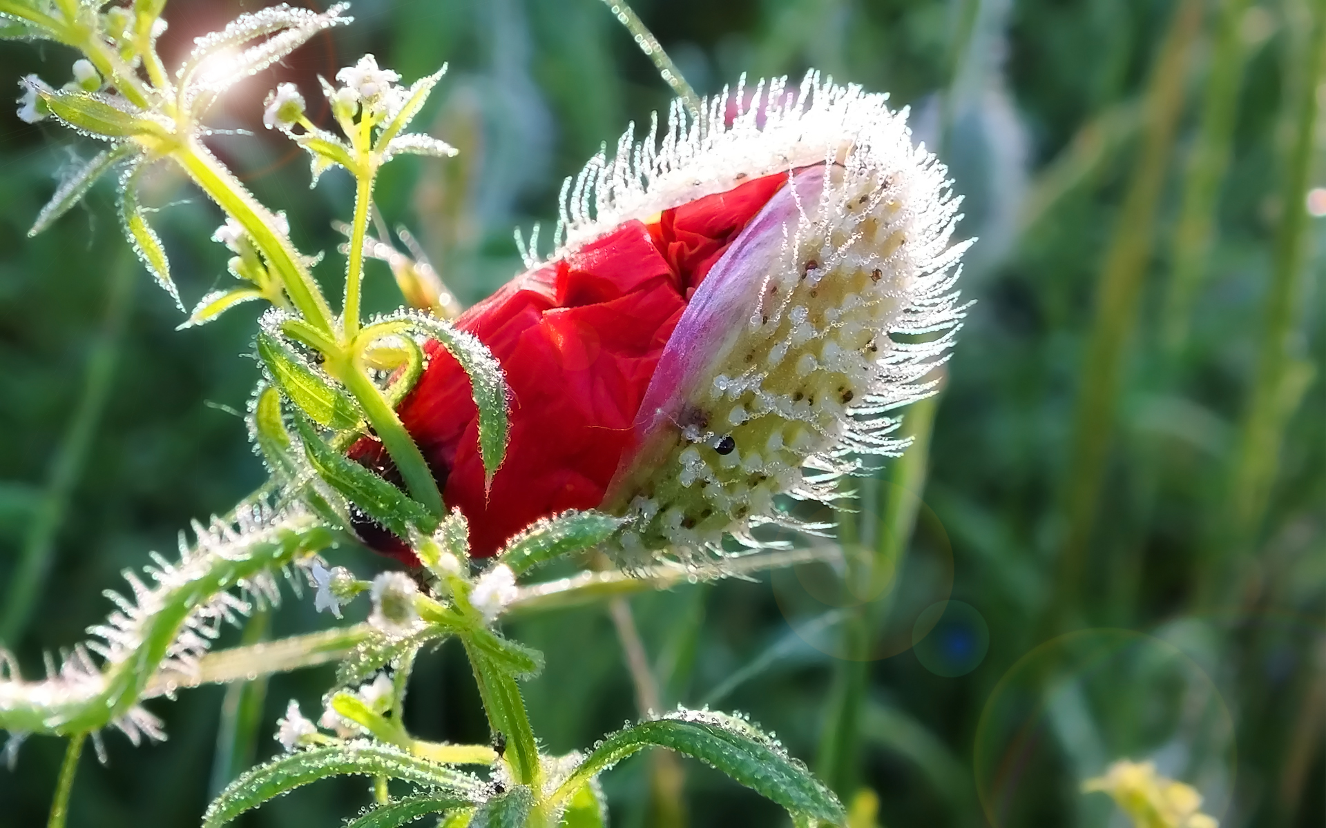 Fonds d'cran Nature Fleurs Éclosion d'un coquelicot sous la rosée