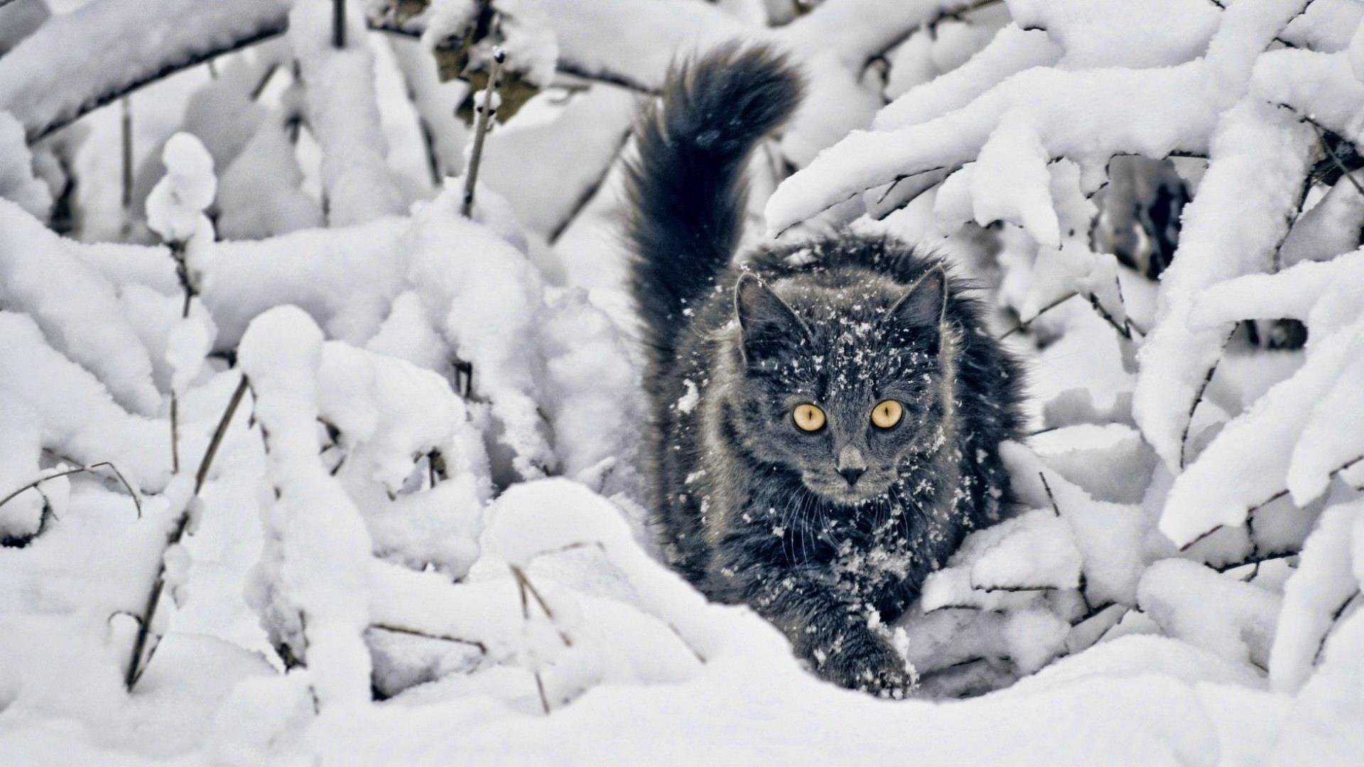 Fonds d'cran Animaux Chats - Chatons 