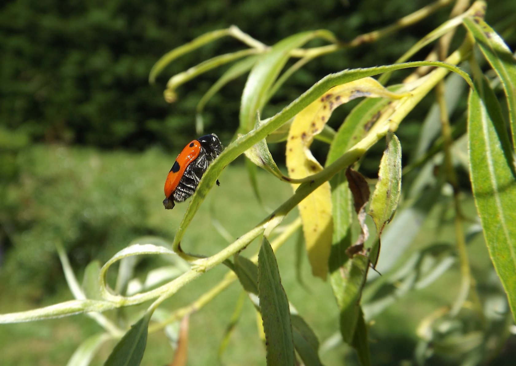 Fonds d'cran Animaux Insectes - Divers 